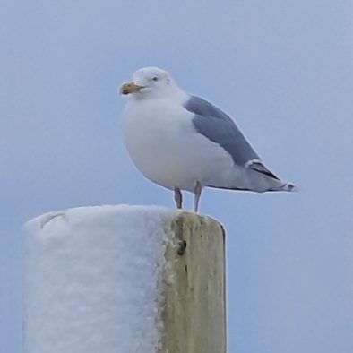 Möwe im Schnee